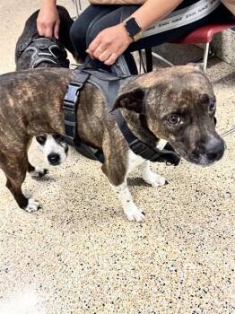 Rescue American Bulldog Dogs for Adoption in Doral, Florida - HALLIE | PetCurious