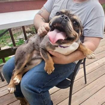 American Bully Dogs Available for Adoption in Saugerties, New York - Clementine | PetCurious