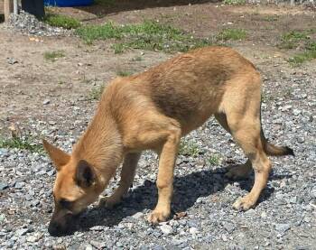 Athena -  Mixed Breed Dog for Adoption in Lakeland, Georgia - Athena | PetCurious