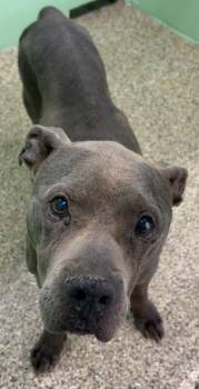 Hawkeye -  Pit Bull Terrier and Mixed Breed Dog for Adoption in Park Row, Texas - Hawkeye | PetCurious
