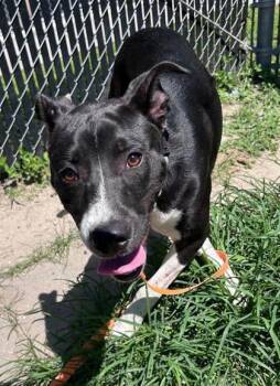 Shy -  Labrador Retriever and Pit Bull Terrier Dog Available for Adoption in Savannah, Georgia - Shy | PetCurious