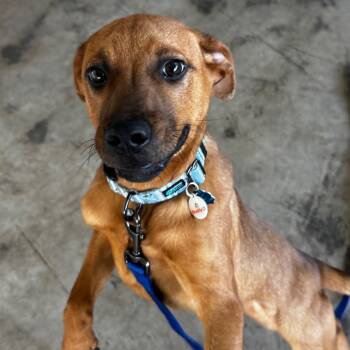 Rescue Rottweiler Dogs for Adoption in Clarksdale, Mississippi - Kobe | PetCurious