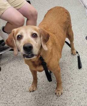 Ommi -  Labrador Retriever and Mixed Breed Dog for Adoption in Kansas City, Missouri - Ommi | PetCurious