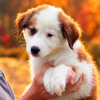 CT Moon avail Oct 24 (Scarecrow Festival- Somers, CT) -  Australian Shepherd Dog for Adoption in Stormville, New York - CT Moon Avail Oct 24 (Scarecrow Festival- Somers, CT) | PetCurious
