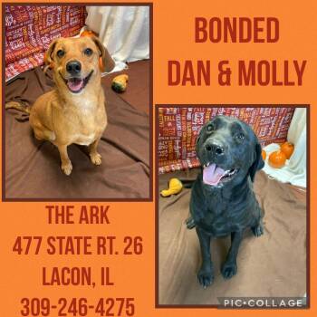 Rescue Black Labrador Retriever Dogs for Adoption in Lacon, Illinois - Bonded: Dan & Molly | PetCurious