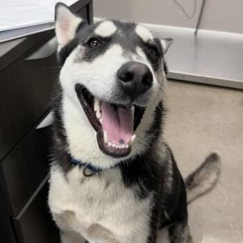 Meeko -  Siberian Husky Dog Available for Adoption in Midland, Texas - Meeko | PetCurious