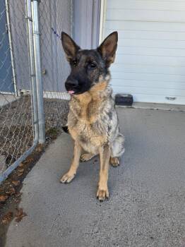61966996 -  German Shepherd Dog Dog for Adoption in Elko, Nevada - 61966996 | PetCurious
