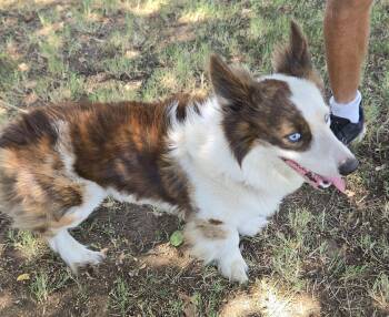 Scotty -  Shetland Sheepdog Sheltie and Corgi Dog for Adoption in Irving, Texas - Scotty | PetCurious