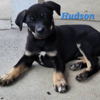 Rescue Pit Bull Terrier and Labrador Retriever Dogs for Adoption in Rochester, Washington - Hudson | PetCurious