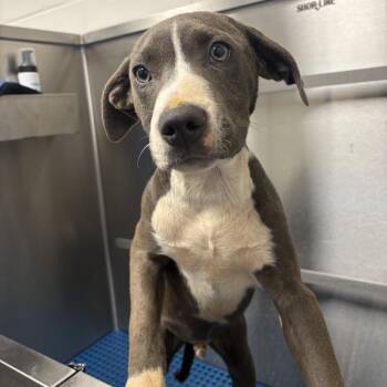 Pit Bull Terrier Dogs Available for Adoption in Morganton, North Carolina - Bark Twain | PetCurious