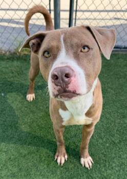 Mixed Breed Dogs Available for Adoption in Columbia, South Carolina - DUST | PetCurious