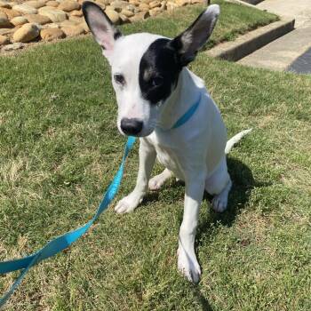Mixed Breed Dogs Available for Adoption in Blairsville, Georgia - ALPHARETTA - Angel | PetCurious