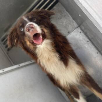 Australian Shepherd Dogs Available for Adoption in Edinburg, Texas - Cobweb | PetCurious
