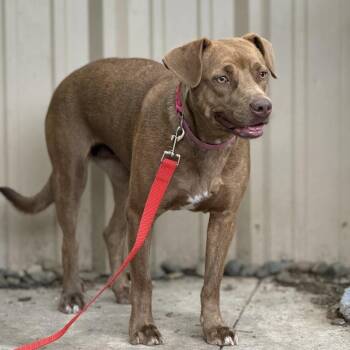 Macy -  Labrador Retriever Dog for Adoption in Woodstock, Ontario - Macy | PetCurious