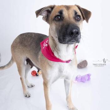 Birdie -  German Shepherd Dog Dog for Adoption in Humble, Texas - Birdie | PetCurious