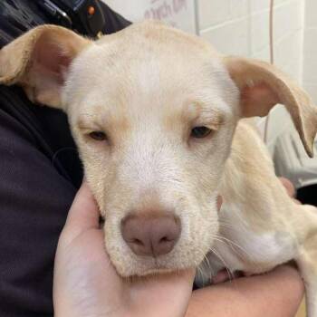 Mixed Breed Dogs Available for Adoption - Sandy | PetCurious