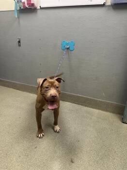 JULIA -  Pit Bull Terrier Dog for Adoption in Las Vegas, Nevada - JULIA | PetCurious
