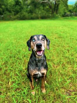 Rescue Catahoula Leopard Dog Dogs for Adoption in Charleston, South Carolina - River | PetCurious
