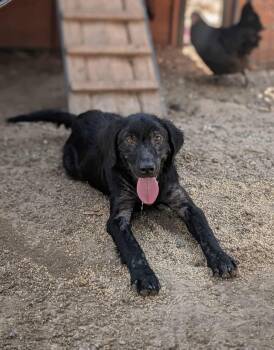 August -  Flat Coated Retriever Dog for Adoption in Fort Worth, Texas - August | PetCurious