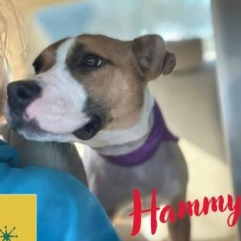 Rescue Pit Bull Terrier and Mixed Breed Dogs for Adoption in Tylertown, Mississippi - Hammy | PetCurious