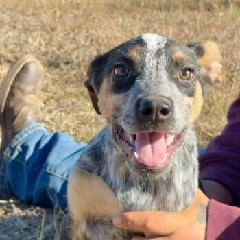 Australian Cattle Dog Blue Heeler Dogs Available for Adoption - Pugsley | PetCurious