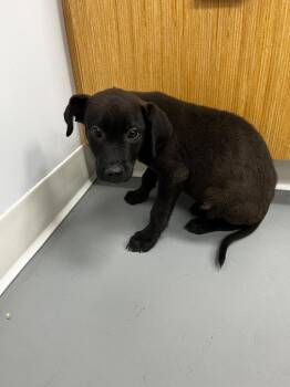 Shepherd and Labrador Retriever Dogs Available for Adoption in Hartsville, South Carolina - Frank | PetCurious