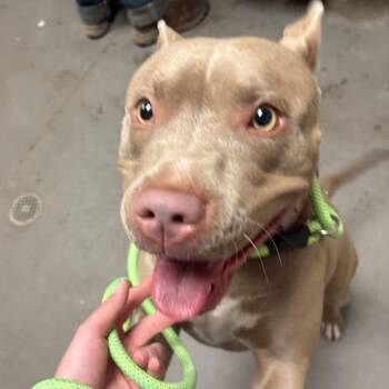 Pit Bull Terrier Dogs Available for Adoption in Yuma, Arizona - Snow White | PetCurious