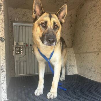 Winter -  German Shepherd Dog Dog for Adoption in San Gabriel, California - Winter | PetCurious