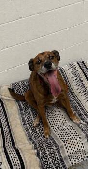 Joey -  Boxer Dog for Adoption in Harrodsburg, Kentucky - Joey | PetCurious