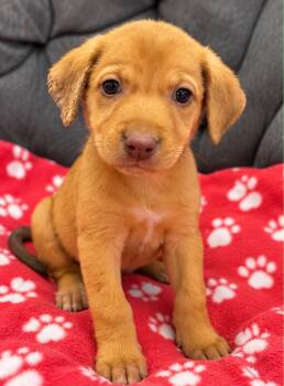 Seleste -  Shepherd Dog for Adoption in Quail Heights, Florida - Seleste | PetCurious