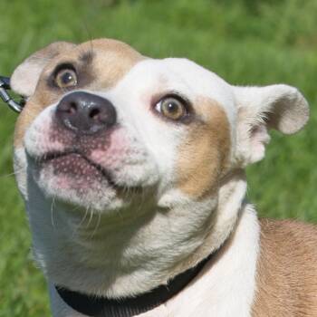 Forrest -  Pit Bull Terrier Dog for Adoption in South Elgin, Illinois - Forrest | PetCurious