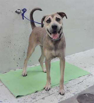 ALAINA -  German Shepherd Dog and Mixed Breed Dog for Adoption in Houston, Texas - ALAINA | PetCurious