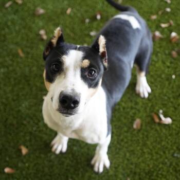 Rescue Pit Bull Terrier Dogs for Adoption in Tuscaloosa, Alabama - TUSC-Stray-82387 | PetCurious