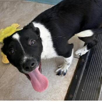 Belinda -  Border Collie Dog for Adoption in Larkfield-wikiup, California - Belinda | PetCurious
