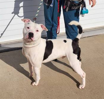 Rescue Pit Bull Terrier Dogs for Adoption in Louisville, Kentucky - REMY | PetCurious