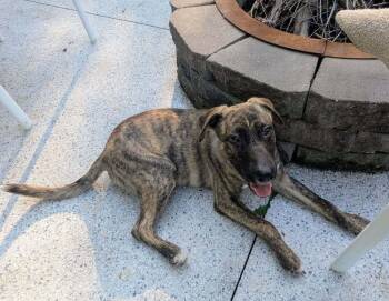 Remus (Fostered in Bellevue) -  Shepherd Dog for Adoption in Papillion, Nebraska - Remus (Fostered In Bellevue) | PetCurious