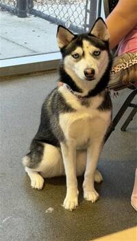 KIARA -  Siberian Husky Dog for Adoption in Jacksonville, Florida - KIARA | PetCurious