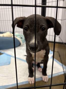 Rescue Mixed Breed Dogs for Adoption in Aiea, Hawaii - Remington (Tigger) | PetCurious