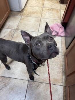 Rescue Mixed Breed Dogs for Adoption in Cincinnati, Ohio - Georgina | PetCurious