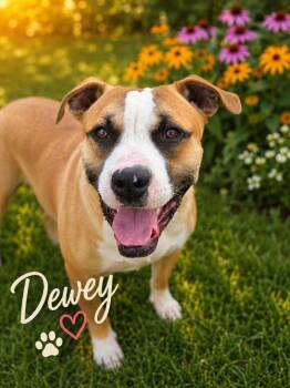 DEWEY -  Pit Bull Terrier Dog for Adoption in Moberly, Missouri - DEWEY | PetCurious