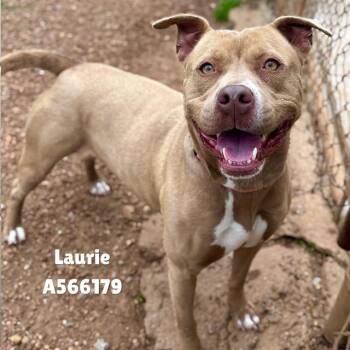 Pit Bull Terrier Dogs Available for Adoption - LAURIE | PetCurious