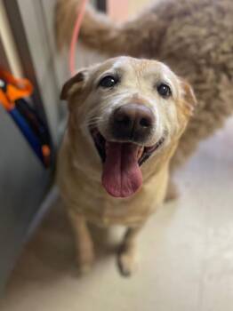 Labrador Retriever Dogs Available for Adoption in Morgantown, Kentucky - Daisy | PetCurious