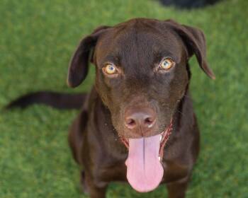 Rescue Labrador Retriever Dogs for Adoption in Mont Belvieu, Texas - Caramel | PetCurious