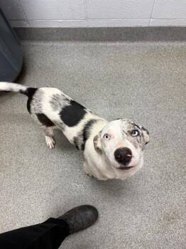 MABLE -  Catahoula Leopard Dog and Mixed Breed Dog for Adoption - MABLE | PetCurious