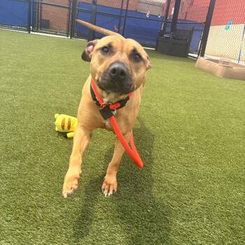 Ellie -  Pit Bull Terrier and Black Mouth Cur Dog for Adoption in Narberth, Pennsylvania - Ellie | PetCurious