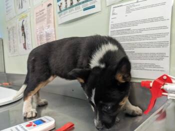 LYPSINKA* -  German Shepherd Dog and Siberian Husky Dog for Adoption in Santa Cruz, California - LYPSINKA* | PetCurious