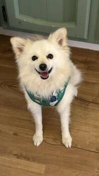 Pomeranian Dogs Available for Adoption in Manhattan, Kansas - Peanut | PetCurious