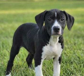Pup Lemon -  Labrador Retriever and Pit Bull Terrier Dog for Adoption in Washington, District Of Columbia - Pup Lemon | PetCurious