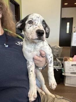 Poppy - ADOPTED -  Mixed Breed Dog for Adoption in Atlanta, Georgia - Poppy - ADOPTED | PetCurious