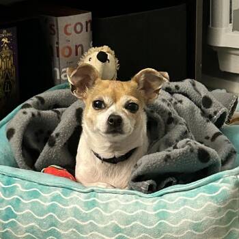 NINA -  Chihuahua Dog for Adoption in Toronto, Ontario - NINA | PetCurious